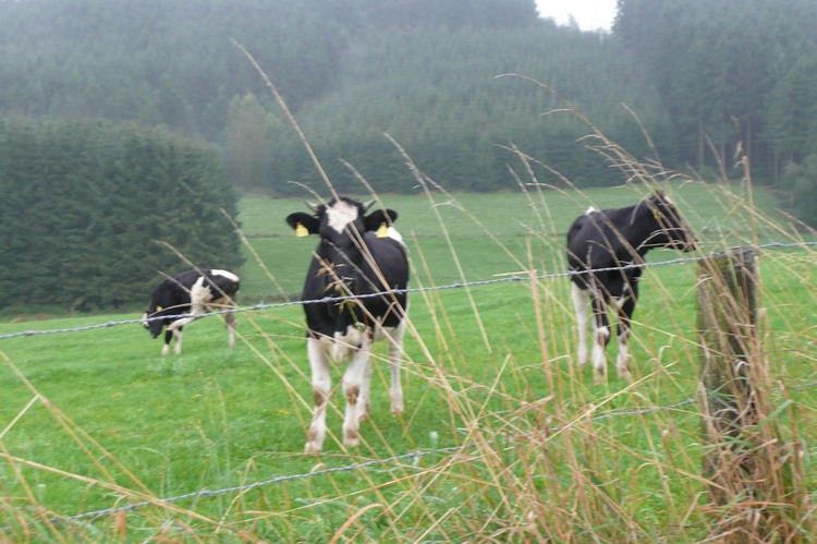 2008_ris_biketour_163.jpg
