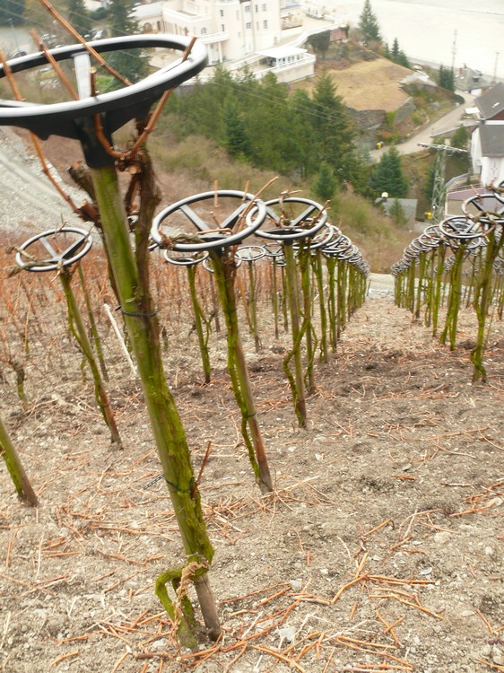 2009-03_rheinsteig_009.jpg