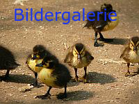 Bildergalerie