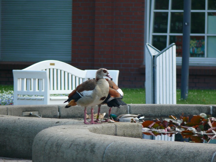 2009-05_palmengarten_001.jpg