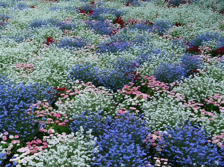 2009-05_palmengarten_008.jpg
