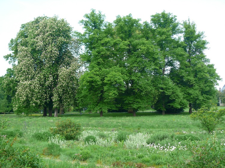 2009-05_palmengarten_010.jpg