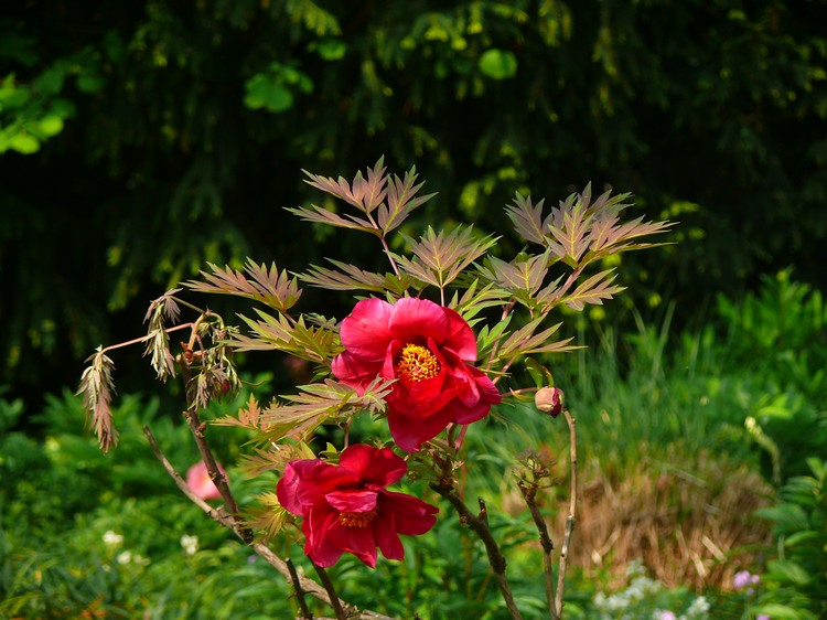 2009-05_palmengarten_013.jpg