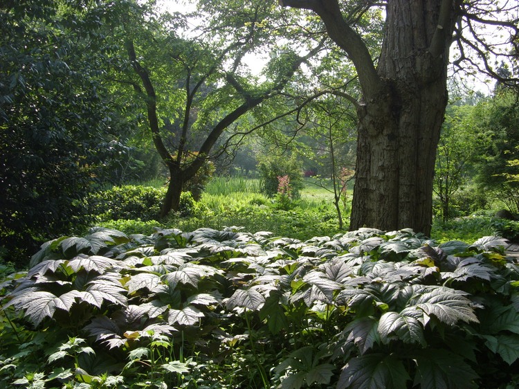 2009-05_palmengarten_016.jpg