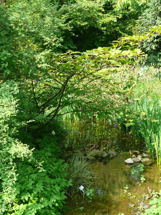 2009-05_palmengarten_017.jpg