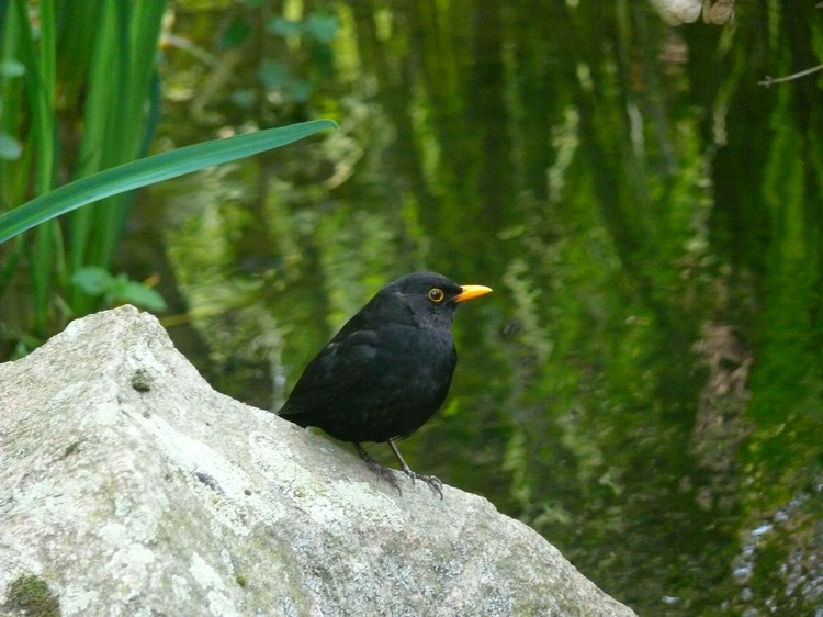 2009-05_palmengarten_021.jpg