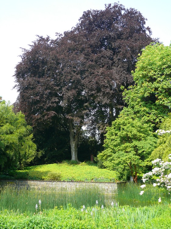 2009-05_palmengarten_022.jpg