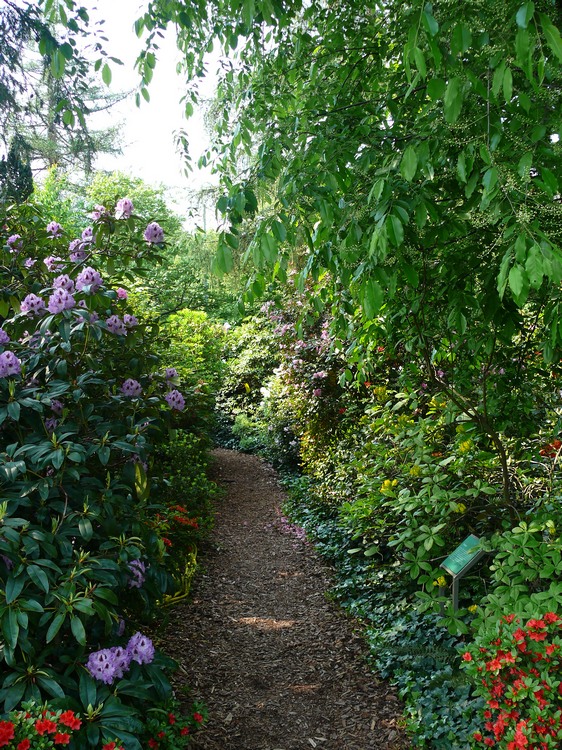 2009-05_palmengarten_023.jpg