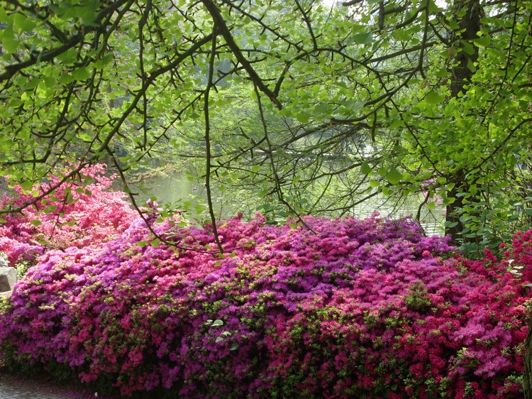 2009-05_palmengarten_027.jpg