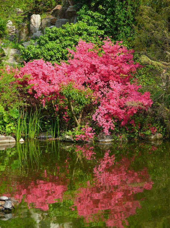 2009-05_palmengarten_033.jpg