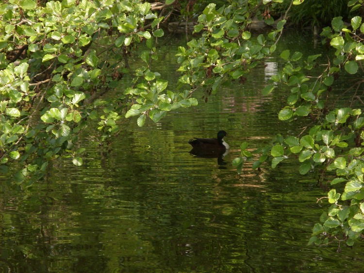 2009-05_palmengarten_038.jpg