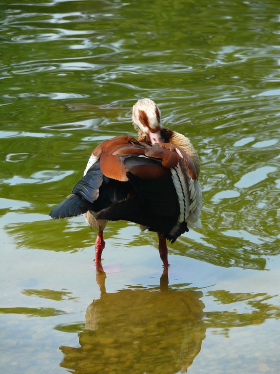 2009-05_palmengarten_041.jpg