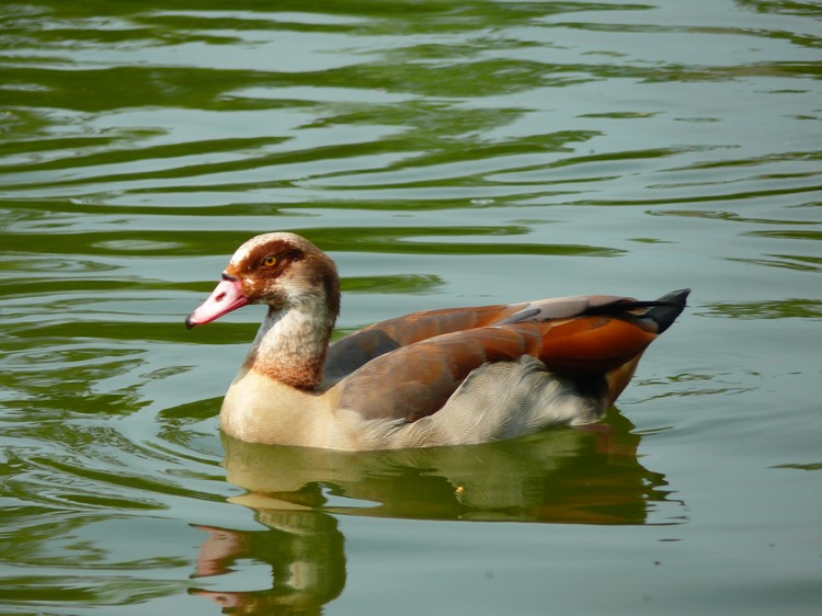 2009-05_palmengarten_042.jpg