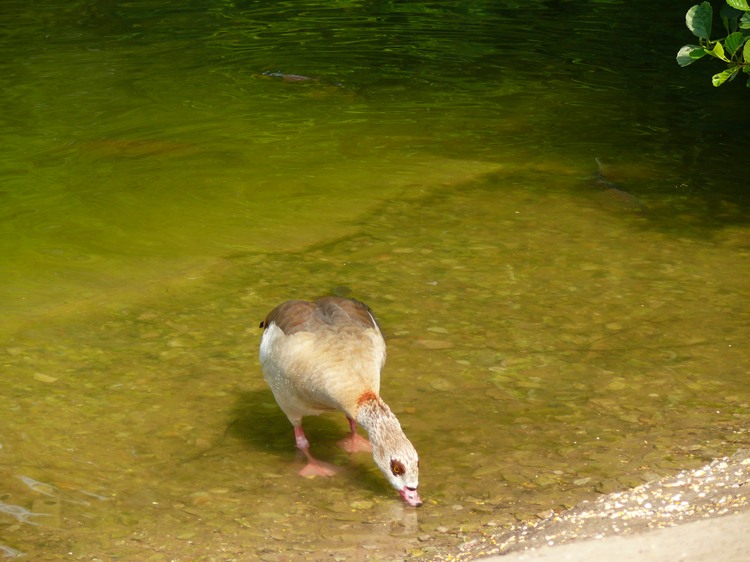 2009-05_palmengarten_043.jpg