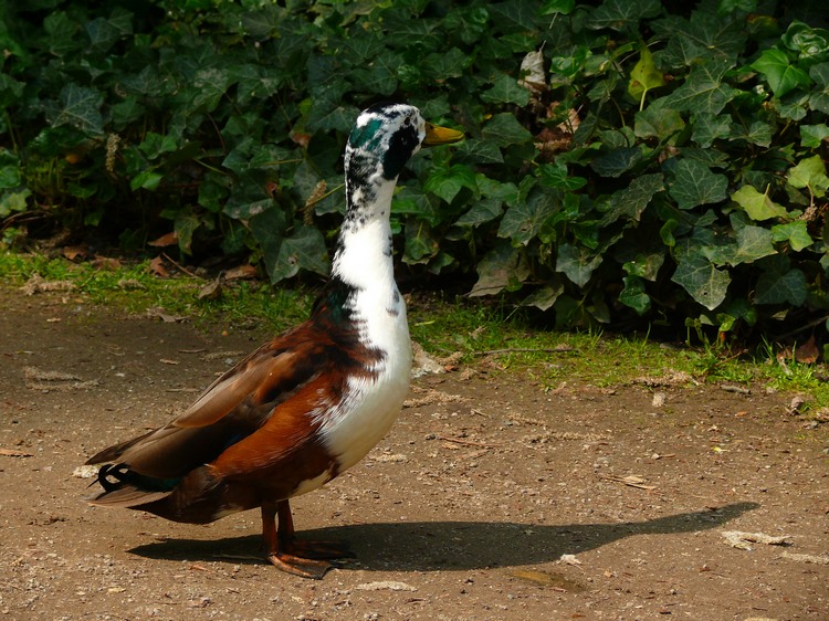 2009-05_palmengarten_044.jpg