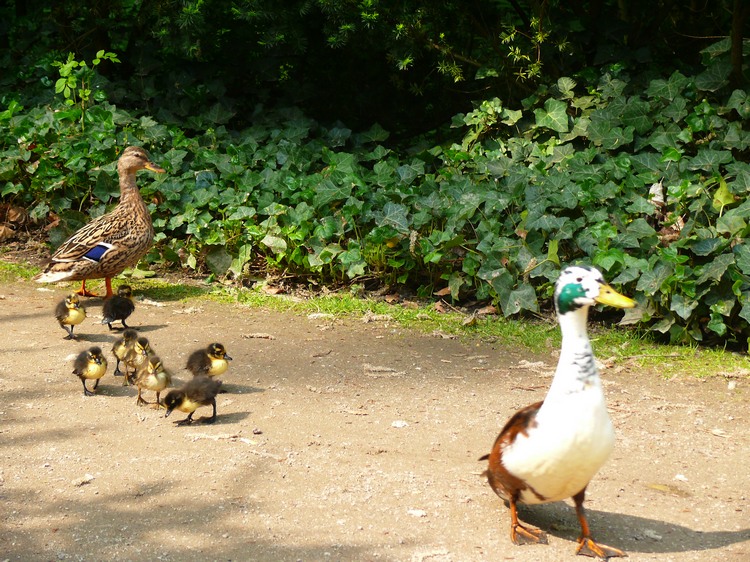 2009-05_palmengarten_045.jpg