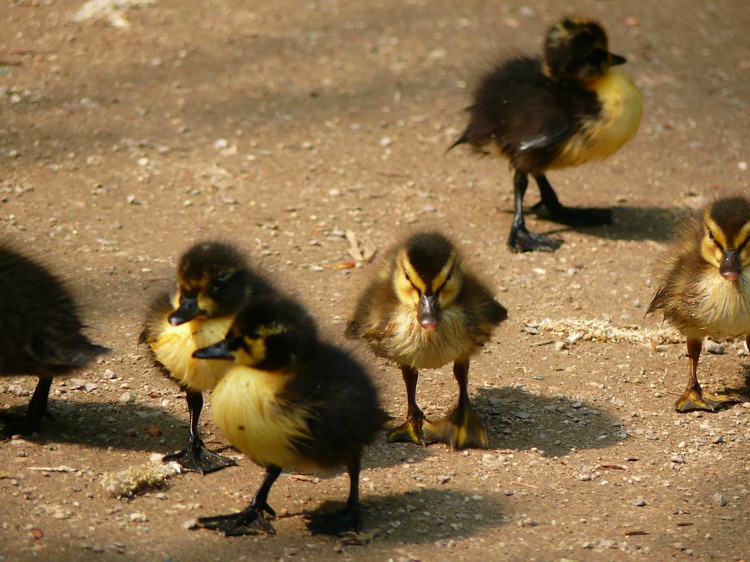 2009-05_palmengarten_046.jpg