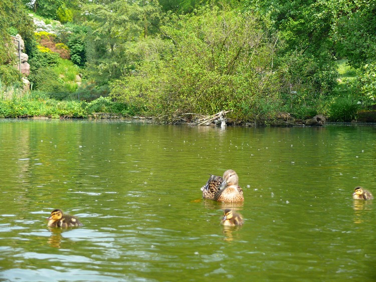 2009-05_palmengarten_048.jpg