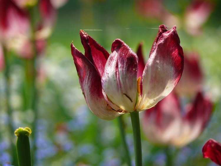 2009-05_palmengarten_052.jpg