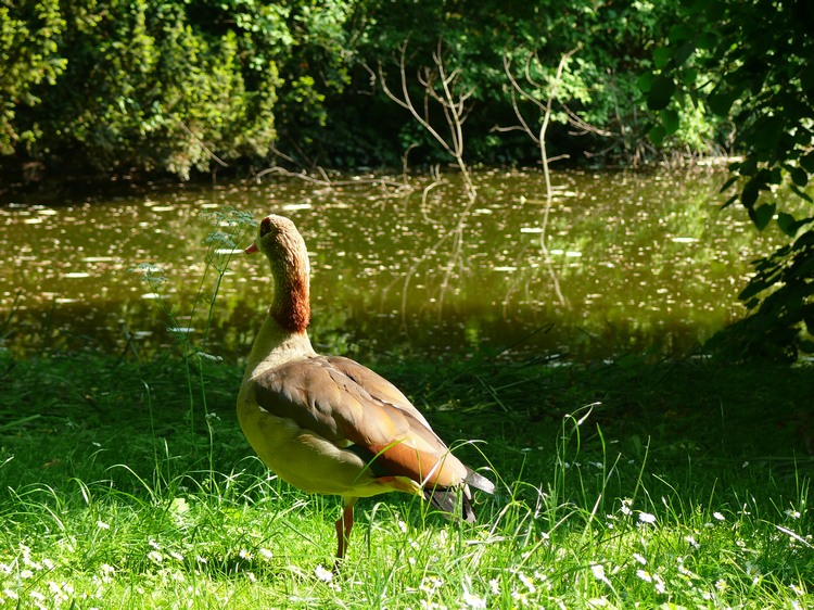 2009-05_palmengarten_055.jpg