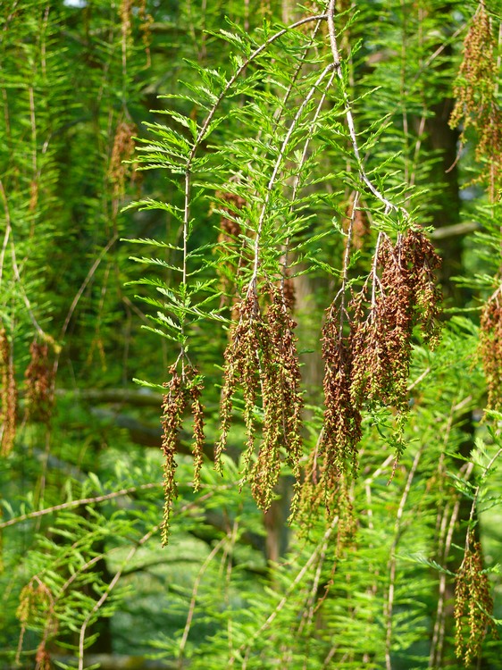 2009-05_palmengarten_057.jpg