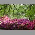 2009-05_palmengarten_027.jpg
