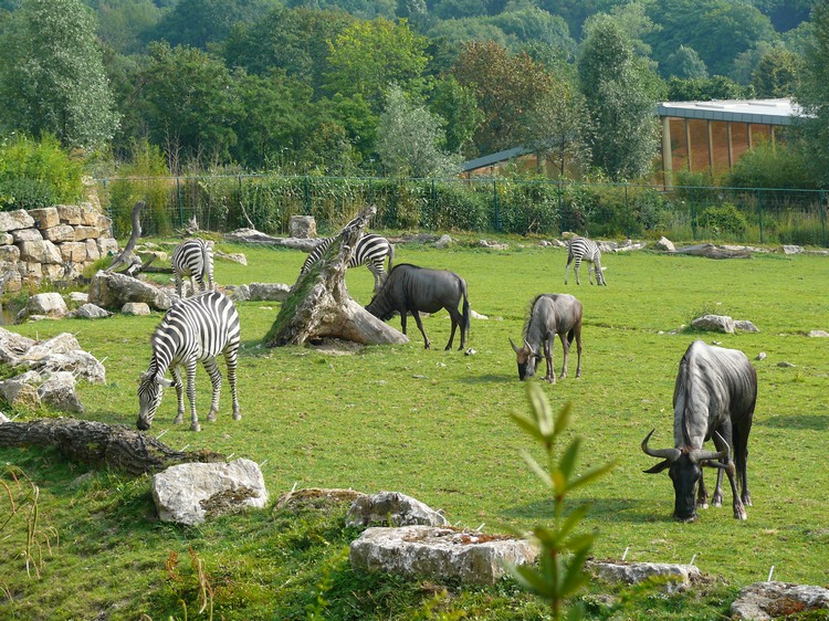 2009-06_opelzoo_001.JPG