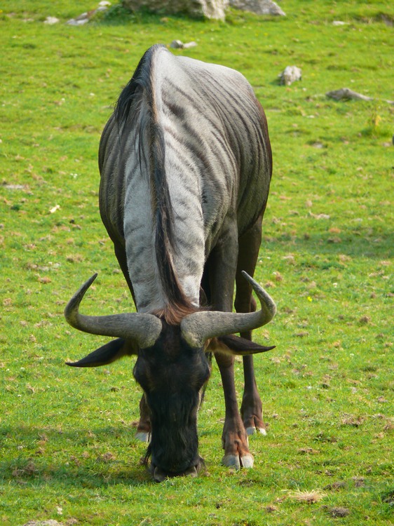 2009-06_opelzoo_002.JPG