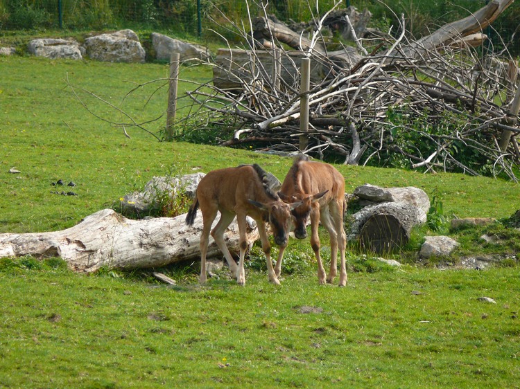 2009-06_opelzoo_003.JPG