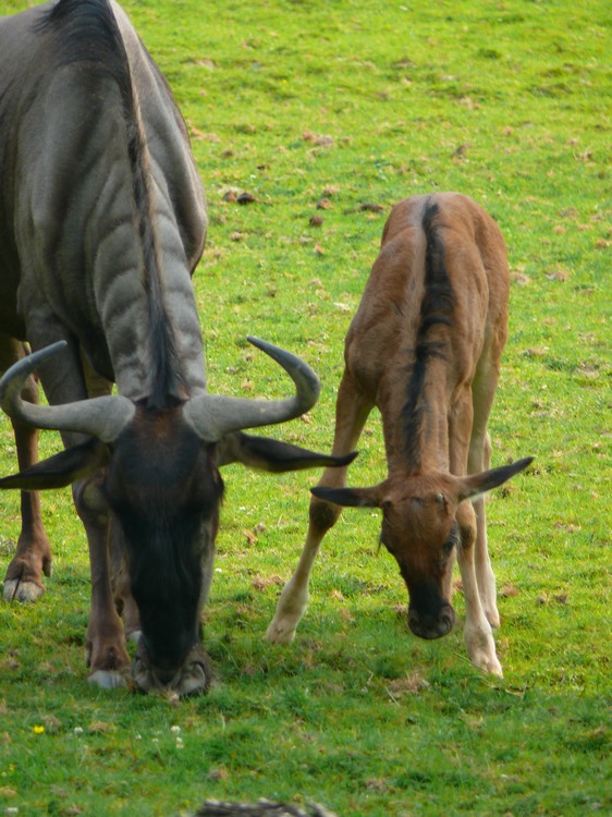 2009-06_opelzoo_004.JPG