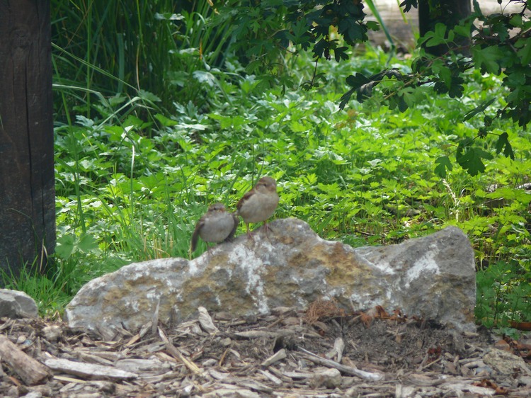 2009-06_opelzoo_005.JPG