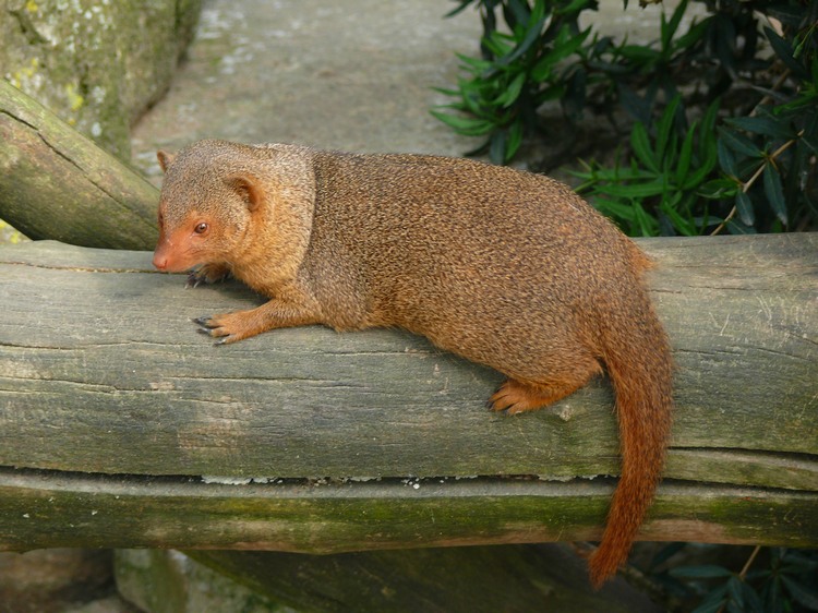 2009-06_opelzoo_006.JPG