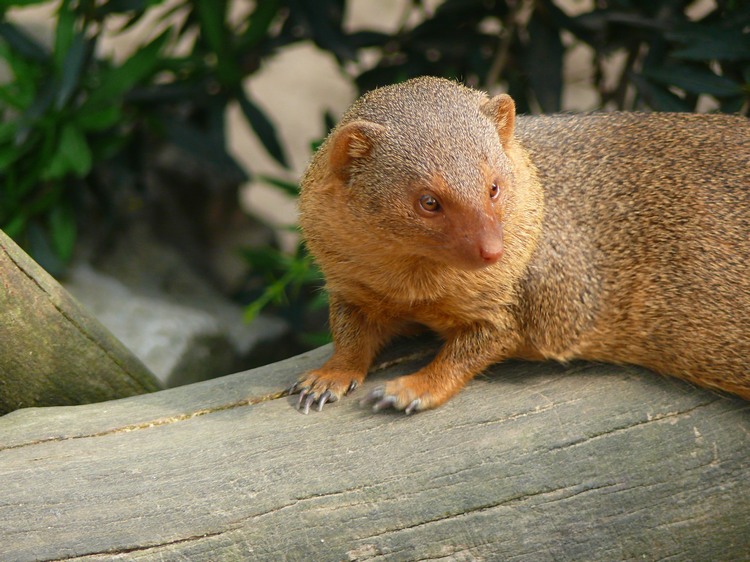 2009-06_opelzoo_007.JPG