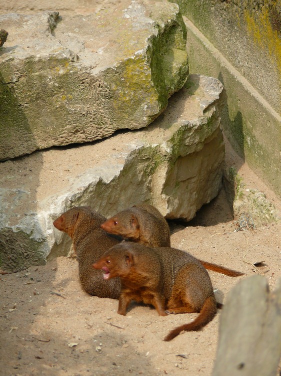 2009-06_opelzoo_008.JPG