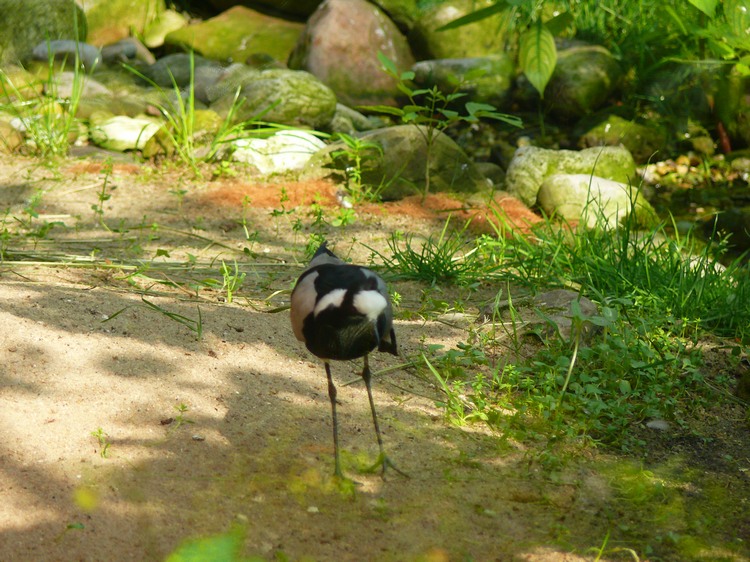 2009-06_opelzoo_009.JPG