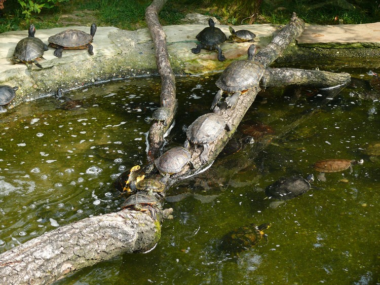 2009-06_opelzoo_011.JPG