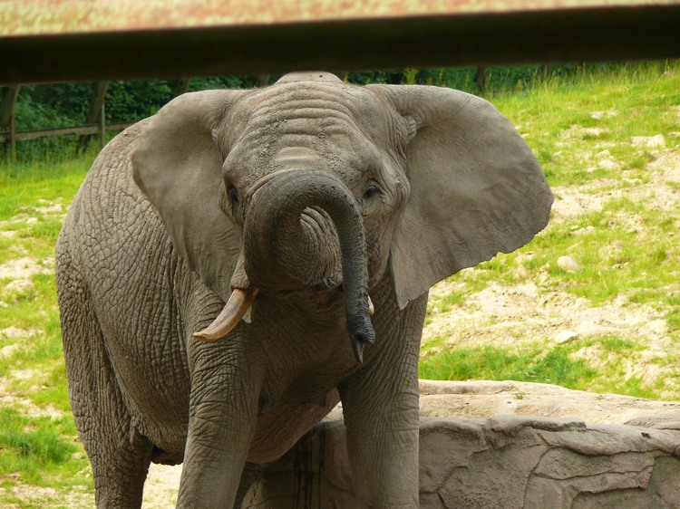 2009-06_opelzoo_012.JPG