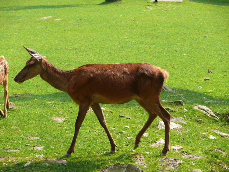 2009-06_opelzoo_013.JPG