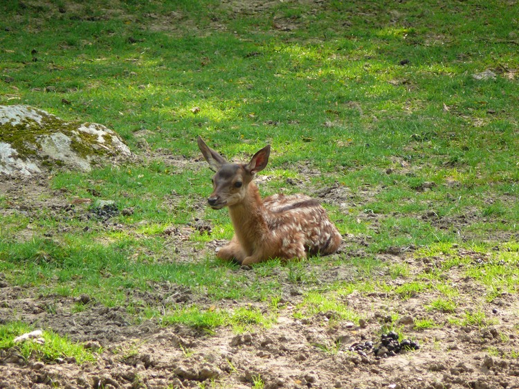 2009-06_opelzoo_014.JPG