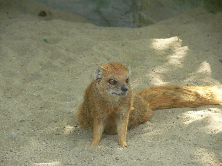 2009-06_opelzoo_015.JPG