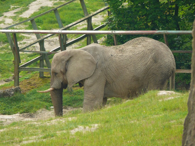 2009-06_opelzoo_018.JPG