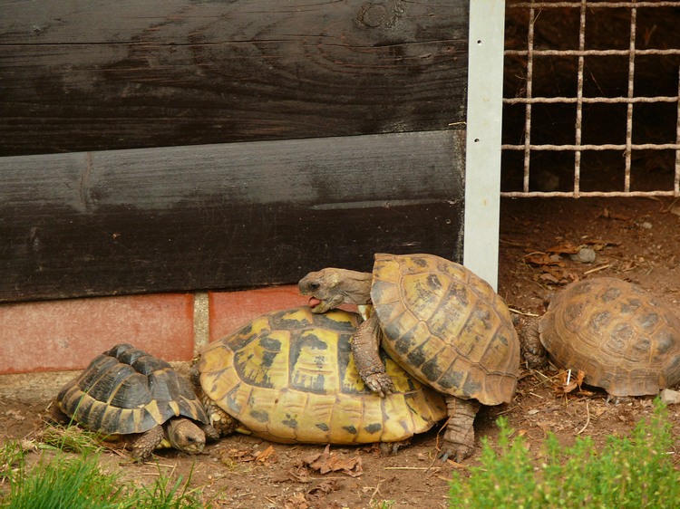 2009-06_opelzoo_023.JPG