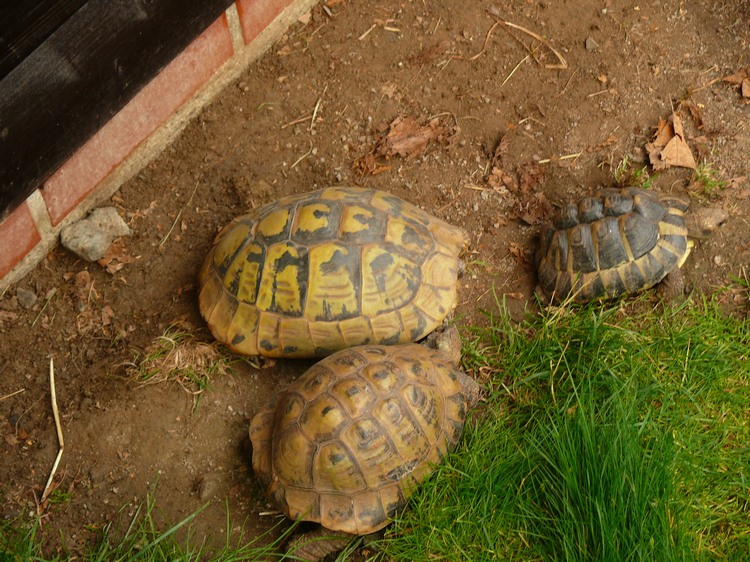 2009-06_opelzoo_024.JPG