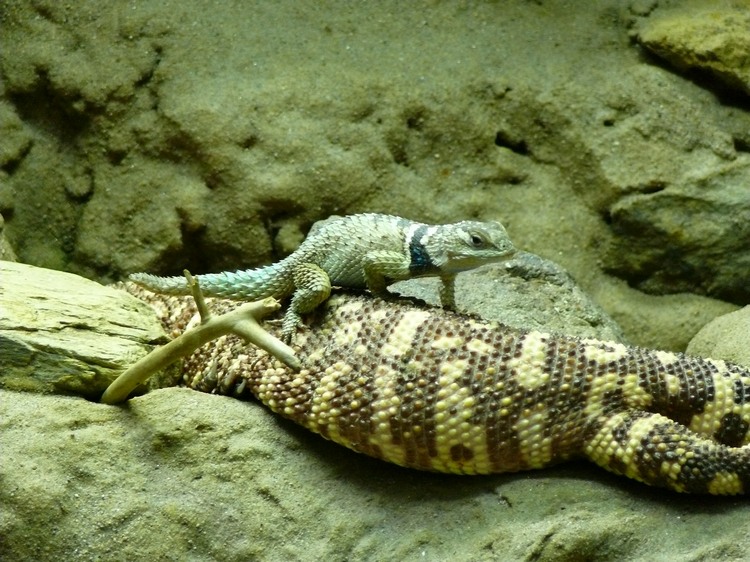 2009-06_opelzoo_030.JPG