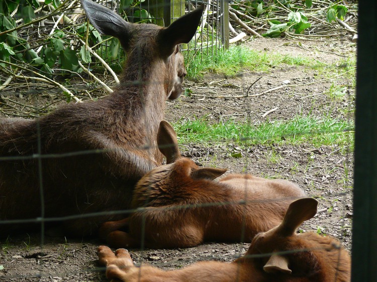 2009-06_opelzoo_032.JPG