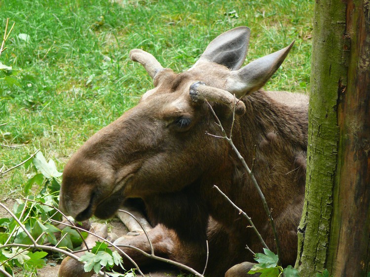 2009-06_opelzoo_033.JPG