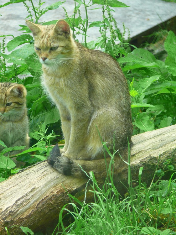 2009-06_opelzoo_035.JPG