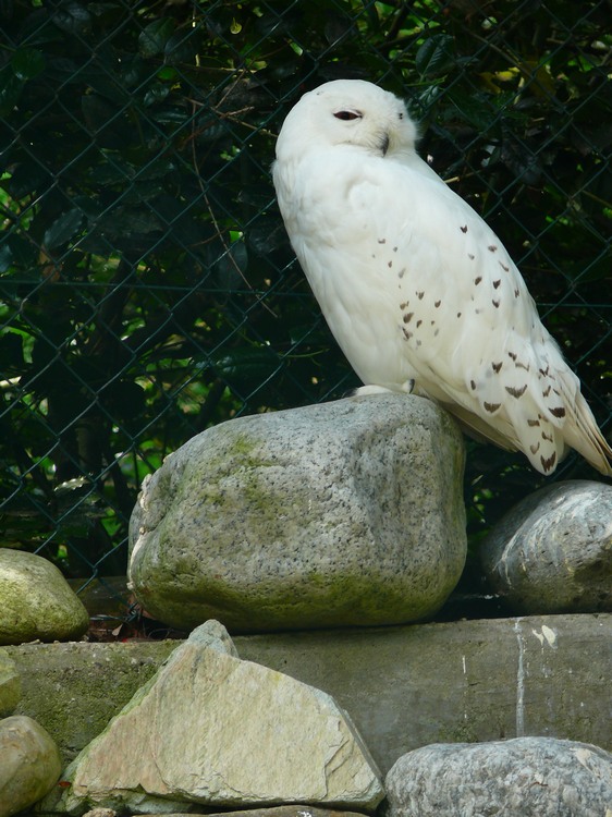 2009-06_opelzoo_036.JPG