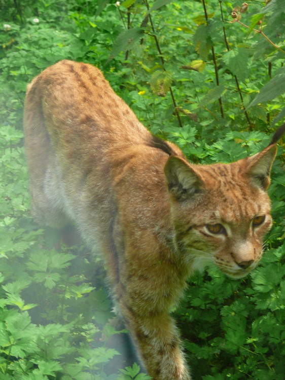 2009-06_opelzoo_037.JPG