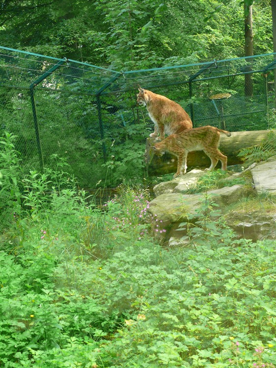 2009-06_opelzoo_038.JPG